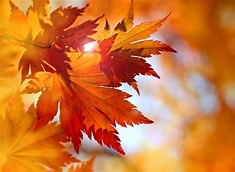Fall